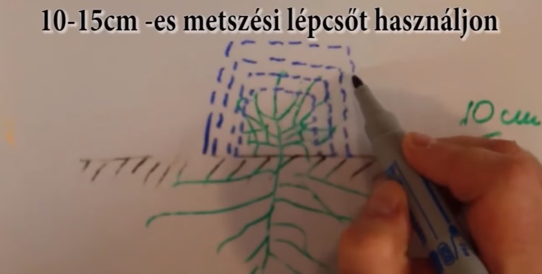 Csodasövény metszése
